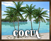 Cocua Coconut Palms