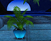 Moonlight Plant