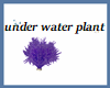 under water plant