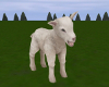 Lamb Crops Baby