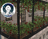 winter rose xmas deck