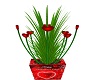 Valentines Plant
