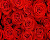 *J* Red Rose HighChair