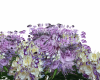 (MC)Lilac Flower Shrubs