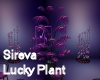 Sireva Lucky Plant