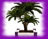 Pure Ambiance Plant2