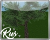 Rus: big tree