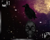 Black Skull Raven