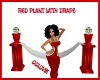 RED PLANT WITH DRAPE