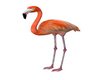 Flamingos No Anim