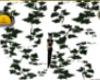 Wall Ivy 1