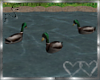 Carrousel Lake Ducks
