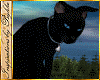 I~Black Cat