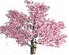 Skys Sakura Tree Blooms