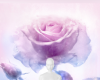 Delicate Rose Backgroung
