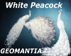 2 White Peacock Enchance