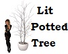 Lit Potted Tree