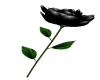 Black - Rose 