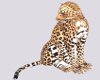 Animated Leopard