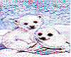 white seals