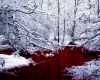 Winter Blood Picture