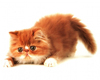 *Chee: Kitten 7