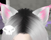 Pinktipped Cat ears