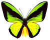 Butterfly Flying  RK