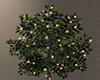 Christmas Ficus & Lights