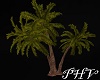 PHV Island Palm Trees