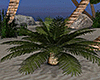 Sunset Beach Small Palm