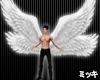 ! White Wings #Animated
