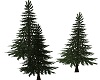 Creek pines