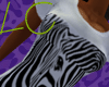 Zebra Shirt