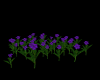 Purple Ground Flowers