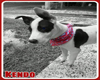 IvI Kendo baby Pitbull 