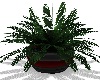 Potted Fern Red/Black