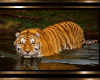 Tiger Pic 3