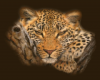 {LDA} Leopard Picture