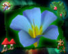 ~Os Pixie Pond Flower 01
