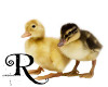 Baby Ducks Poster