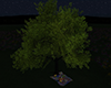 Boho Picnic & Tree NP