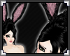 [LyL]Belle Bunny Ears