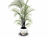 fern plant light