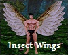 Insect Wings