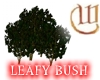 Leafy Bush