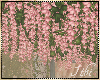 -I- BH Wisteria