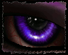 [ZX]Weep Purple