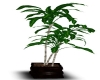 (DiMir) Tropical Plant