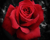  Seductive Red Rose